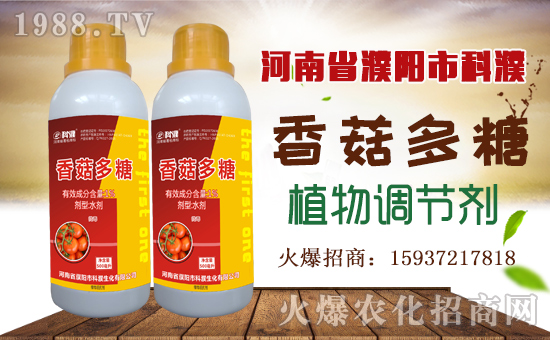 �����������ף������µ�һ���﹤�����������������