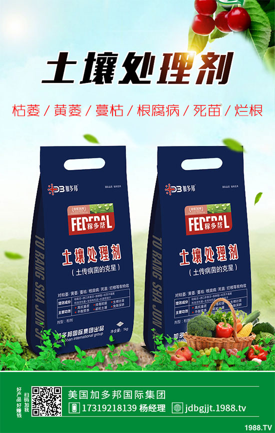 貢菊花該如何栽培？貢菊花高產(chǎn)栽培技術