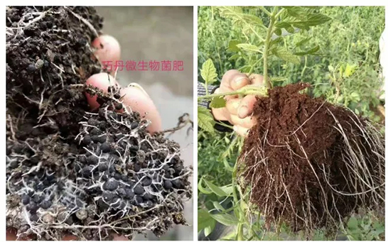 ��΢�������+�ЙC�ʡ�Ч��ţ�ƣ�ʩһ���������ʡ���ָ߮a(ch��n)��