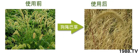 【北京鼎瑞】恭祝新老客戶鼠年大吉,新春快樂,財(cái)源滾滾!