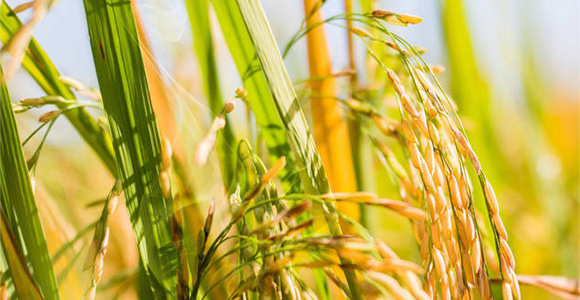 �����������a(ch��n)��-������-��٤�z_01