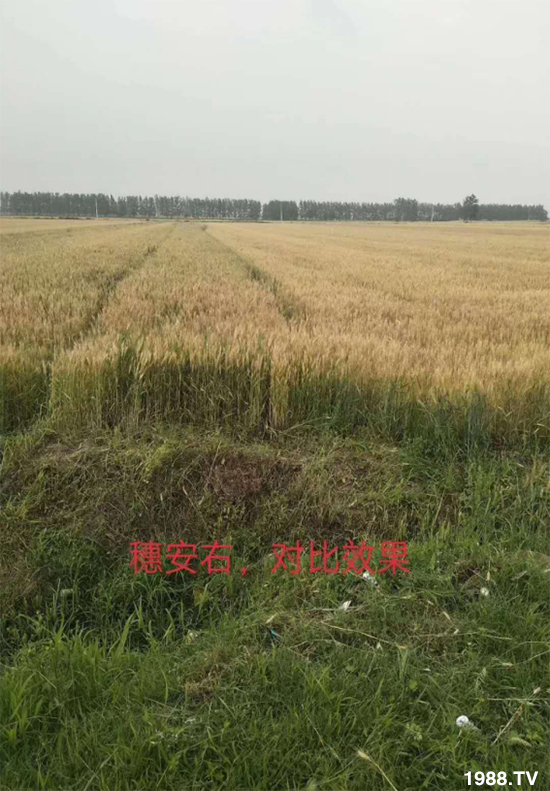 С����ù��Σ�����c(di��n)������С����ù����ʲôˎ��