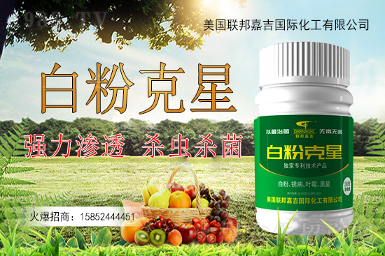 辣椒白粉病為何難以防控？辣椒白粉病如何用藥防治效果好？