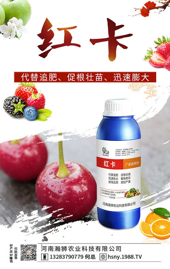 辣椒出苗后如何管理？辣椒出苗后移栽技術(shù)要點(diǎn)