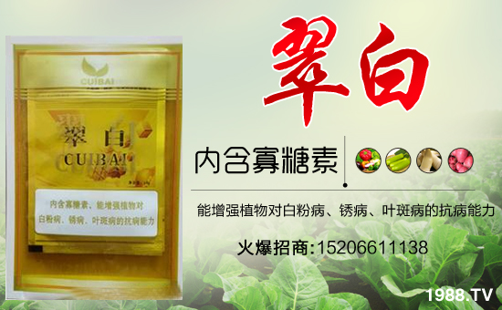 �����P(gu��n)ϵ�����A��ɽ�|�Ͳ��W�������m(x��)�s1988.TV�����\�����°l(f��)չ��