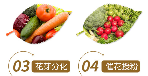 ��ˎ�ĠI�B(y��ng)���a-����ֲ��ˮ�ܷ�-�����r��_06