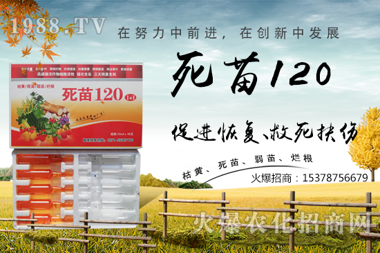  蔬菜種植不長根，緩苗慢，死苗爛根？學(xué)會這些方法，蔬菜死苗爛根都不怕！