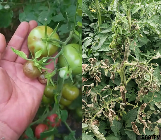 病毒病是如何發(fā)生的？有沒有好的防治措施？做好這幾個方面還有救！