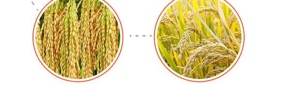 �w����(zhu��n)��-��ϲ-Ӣ����_06