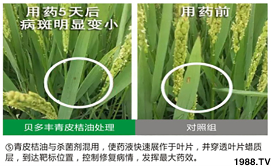 青皮桔柚助劑-貝多豐
