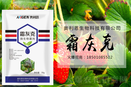 冬季草莓易發(fā)灰霉病，預(yù)防措施怎么做？