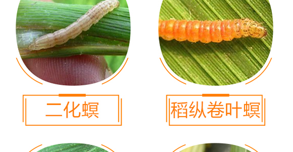 ֲ���������AҺ-��̩��_10