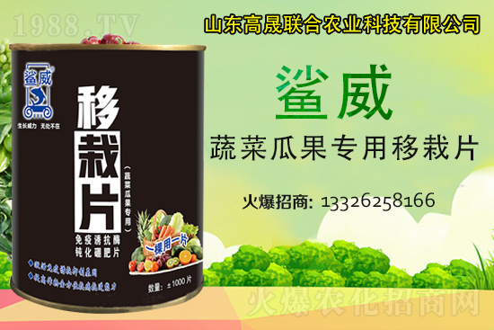 幼苗移栽苗弱、不長、死苗...？蔬菜定植必看