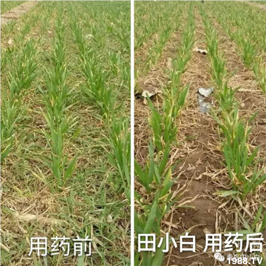 ��(ji��)��(ji��)��Σ��������ô������ʲôˎ��Ч������