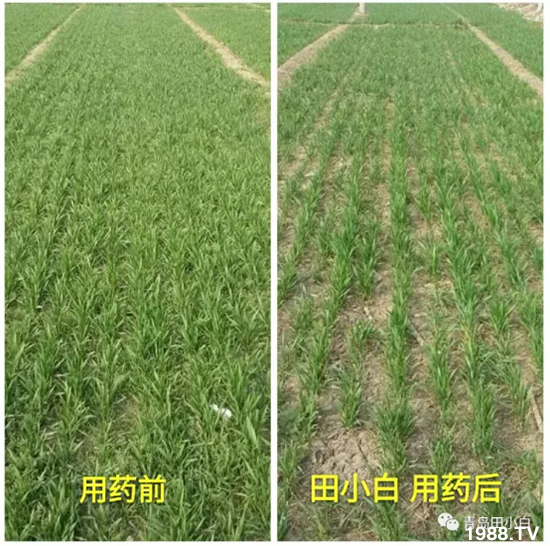 ��(ji��)��(ji��)��Σ��������ô������ʲôˎ��Ч���ã�