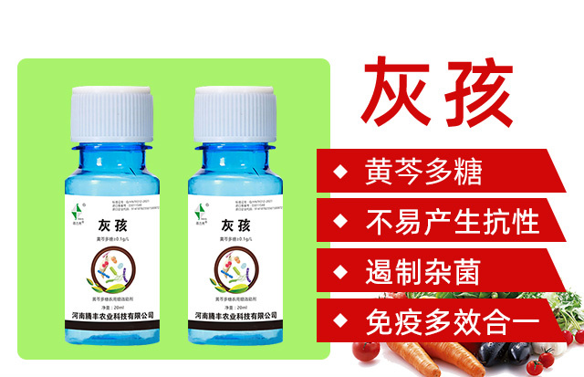 灰孩-蓓力秀-騰豐農(nóng)業(yè)_03