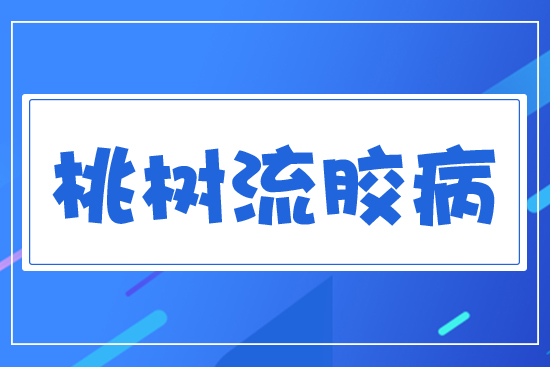 桃樹(shù)流膠病