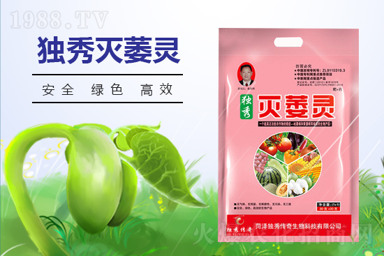 番茄發(fā)生枯萎病什么癥狀？番茄枯萎病的預(yù)防措施