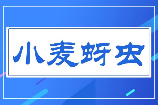 小麥蚜蟲