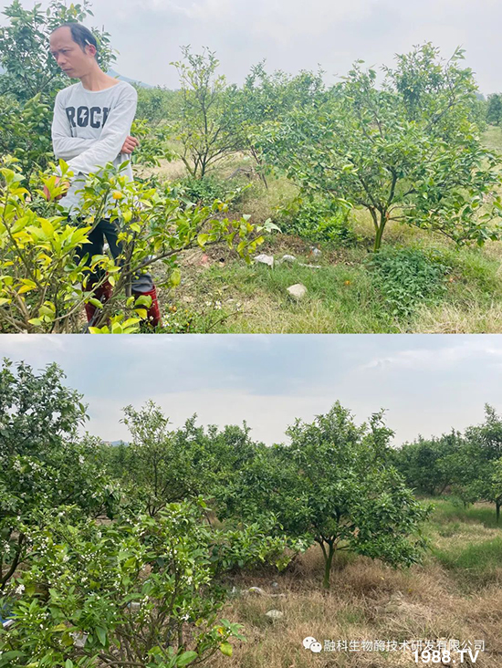 走進田間地頭，助力柑橘產(chǎn)業(yè)