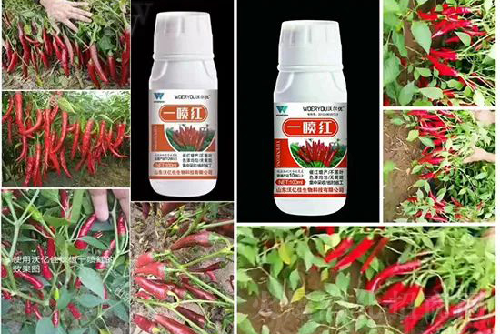 ���t�����95%���߼t�����~�����뷭�׷�����������һ���t��