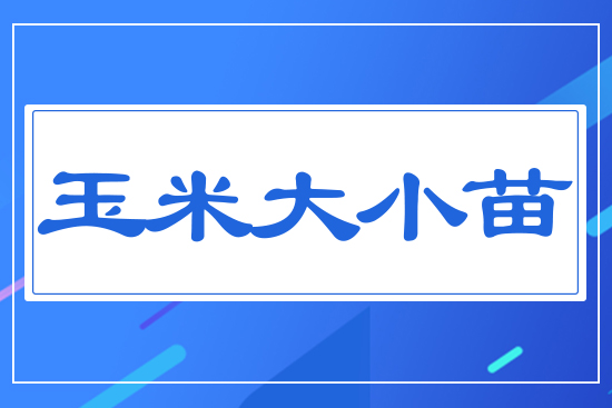 玉米大小苗