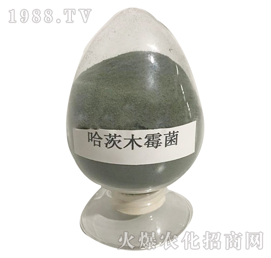 ����ľù��-�������