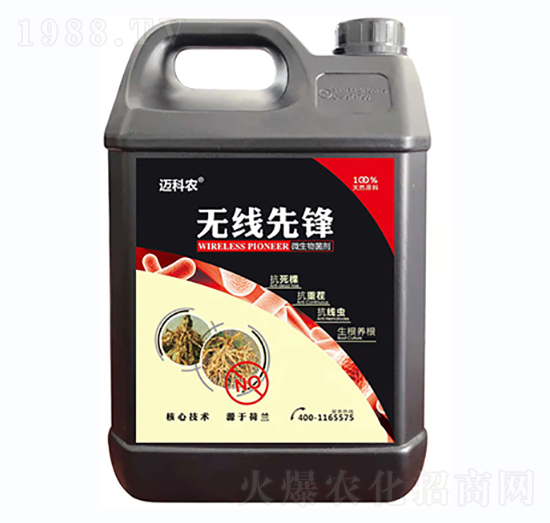 �o�����h-�~���r-�Έ�����