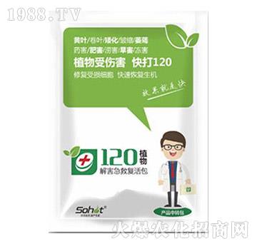 �⺦���ȏͻ��-ֲ��120-���A����