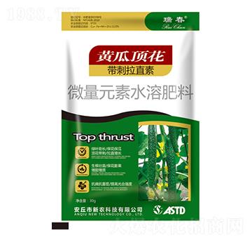 黃瓜頂花帶刺拉直素-瑞春-新農(nóng)