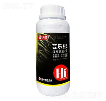 爆發(fā)式生根 蕓樂(lè)根 摩地師