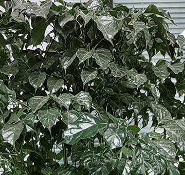 �˶���(sh��)-��������