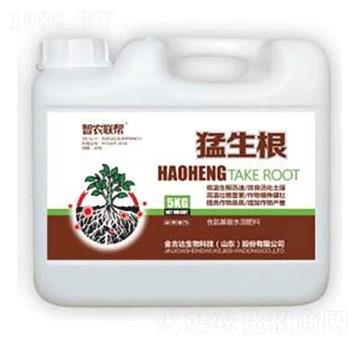 猛生根-金吉達(dá)