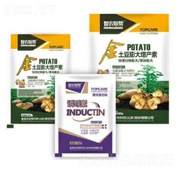 土豆膨大增產(chǎn)素-金吉達(dá)