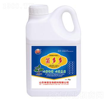 �����-��ʥ����